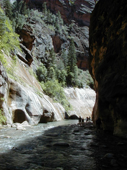 Beeplants and Whiptails- Zion National Park's The Narrows